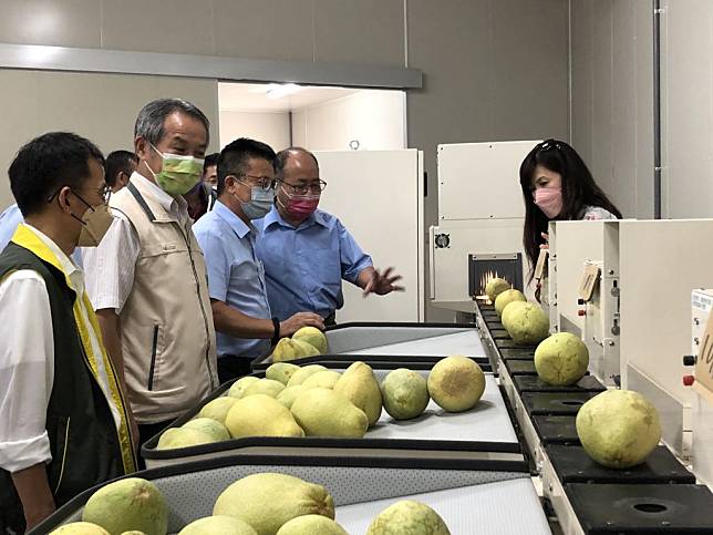 麻豆農會初級文旦加工場，配置全台唯二非破壞性糖、酸度水分精密檢測機台，可自動偵測柚子甜度並分級。（記者盧萍珊攝）