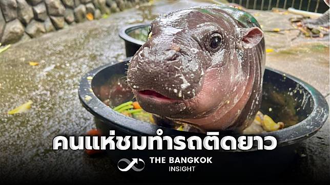 ซอฟต์พาวเวอร์ของแทร่! ‘หมูเด้ง’ เซเลปเขาเขียว คนแห่มาชมความน่ารัก ทำสวนสัตว์เขาเขียวรถติดยาว