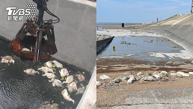 彰化海堤出現580隻鴨屍。（圖／TVBS）