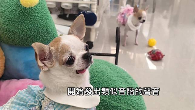 資優吉娃娃！　會解開根號題目　飼主曝5個月時發現潛能