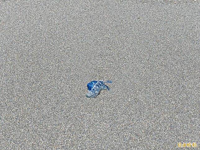 觀音濱海遊憩區海域、沙灘隨處可見藍色僧帽水母。(記者鄭淑婷攝)