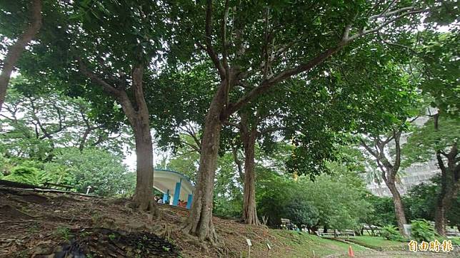 台南公園內的3棵山陀兒老樹。(記者洪瑞琴攝)