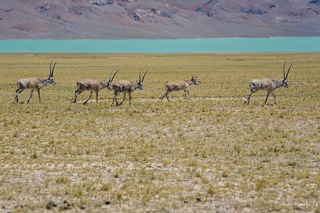 Male Tibetan antelopes guard the female ones during their migration to their birth-giving ground in Changtang National Nature Reserve in southwest China's Xizang Autonomous Region, June 12, 2024. (Xinhua/Tenzing Nima Qadhup)