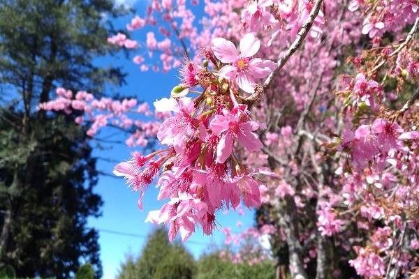 草嶺櫻花祭從雲林草嶺賞櫻蔓延到阿里山，沿途都可賞花感受大自然。 (圖／林務局) 