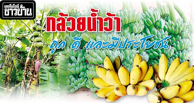 กล้วยน้ำว้า-31ตค