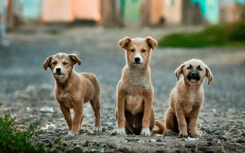 在馴化過程中，狗狗的社會性進一步加強。圖:unsplash