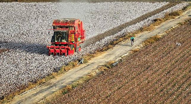 This aerial photo taken on Oct. 22, 2023 shows a machine harvesting cotton in Yuli County, northwest China's Xinjiang Uygur Autonomous Region. (Xinhua/Li Xiang)