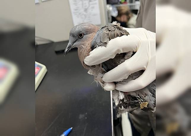今年1月其中一隻珠頸斑鳩因誤墜老鼠膠獲拯救中心接收。(野生動物拯救中心)