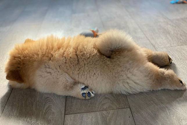只想好好睡覺，鬆獅犬地板上大融化，網友笑：「是假日的我」。（圖／Instagram：kota_thechow）