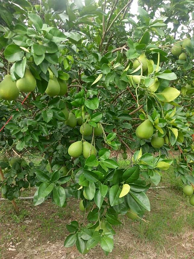 ▲文旦雖然好吃，但也有一些禁忌食用情況呢！（圖/奧丁丁市集）