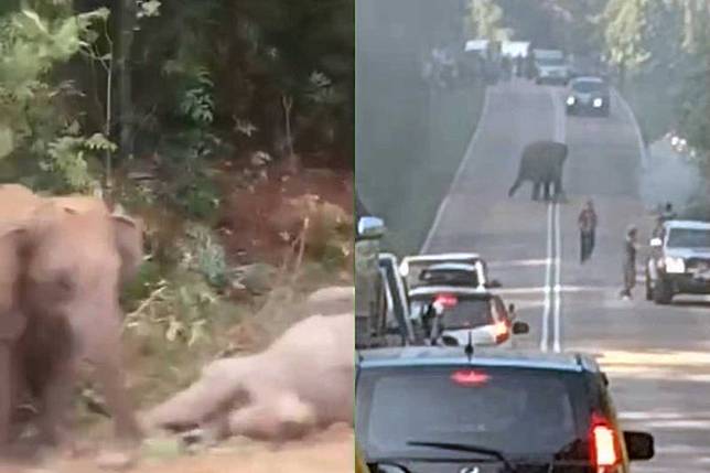 馬來西亞發生一起小野象遭車撞死的事件。圖／翻攝自《中國報》