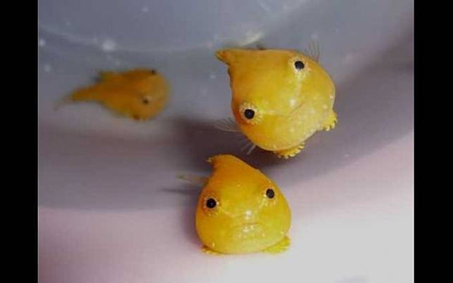 像「波妞」的魚！竟然不怎麼會游泳？