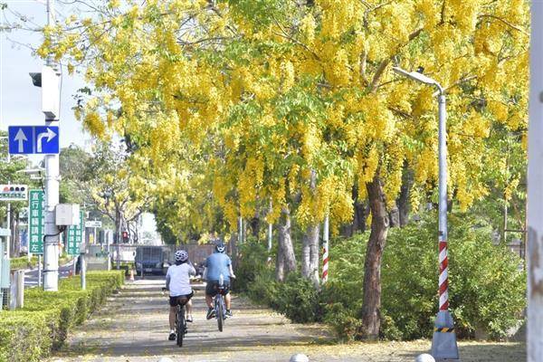 高雄市區常見路樹阿勃勒每到花季綻放時，天空總會下起浪漫黃金雨。（圖片來源／高市府工務局）