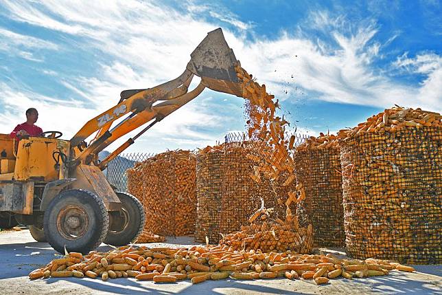 A farmer collects dried corn for storage in Gaotuan Village in Fushan District of Yantai, east China's Shandong Province, Oct. 28, 2024. (Photo by Sun Wentan/Xinhua)