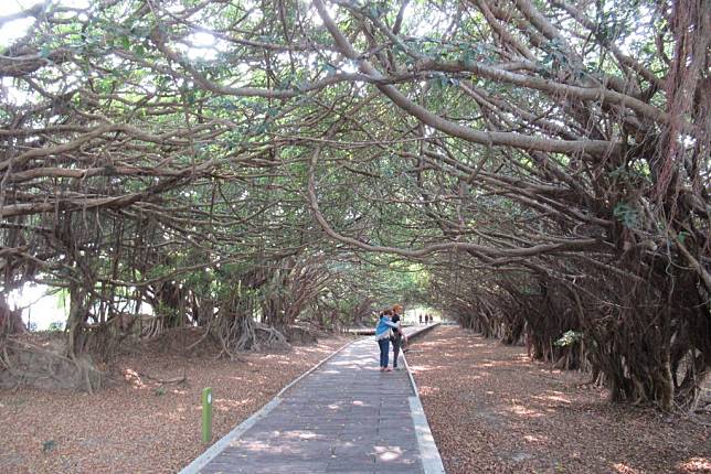 長勝營區由兩排榕樹構成的綠隧，成為打卡地標。（記者陳佳伶攝）