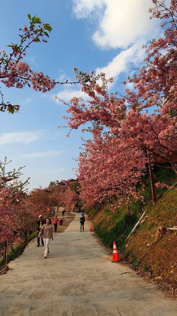 恩愛農場的櫻花美景。 （中華旅行社提供）