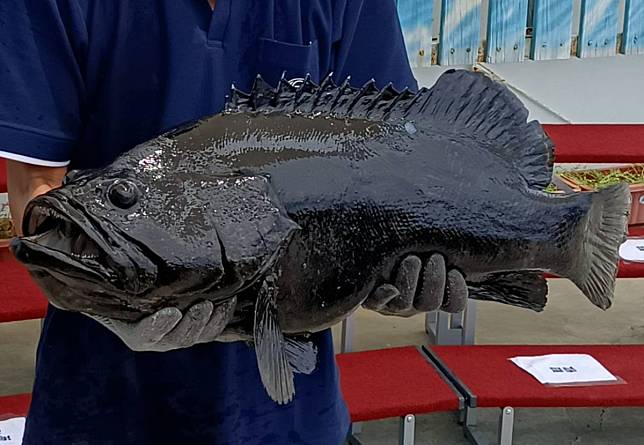 石斑魚每公斤補貼20元　高雄市今起受理養殖漁民登記