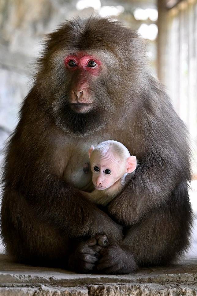 Huangshan stump-tailed macaques are pictured in Fuxi Village of Tangkou Township in Huangshan, east China's Anhui Province, May 15, 2024. (Xinhua/Huang Bohan)