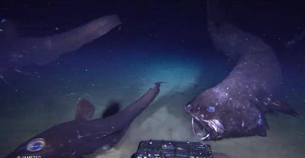 海洋生日學家拍下該深海魚的影像。截自JAMSTEC