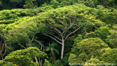 資料照片：巴西的熱帶雨林
