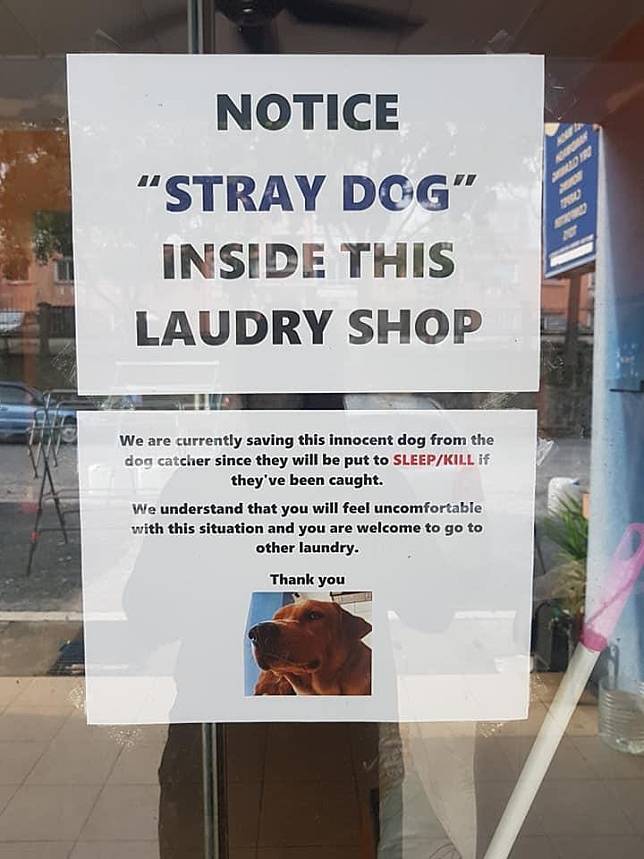 不計一切代價想保護流浪狗的店主想出一招，讓狗狗能待在她的洗衣店內。（翻攝自Asfa Azura Aris臉書）