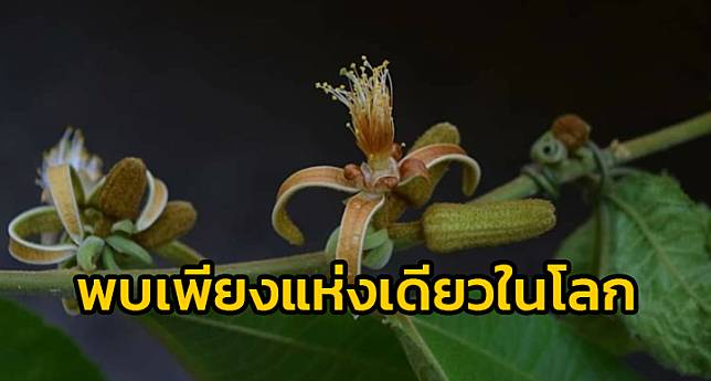 ​ข่าวดี ! พรรณไม้ชนิดใหม่ของโลก “ปอยาบเลื้อย” ค้นพบที่ไทยเพียงแห่งเดียวในโลก