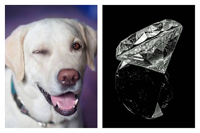 ▲印度一隻頑皮的拉布拉多犬，吞下價值近60萬元台幣的鑽石，讓主人好崩潰。（示意圖／翻攝自 Pixabay ）
