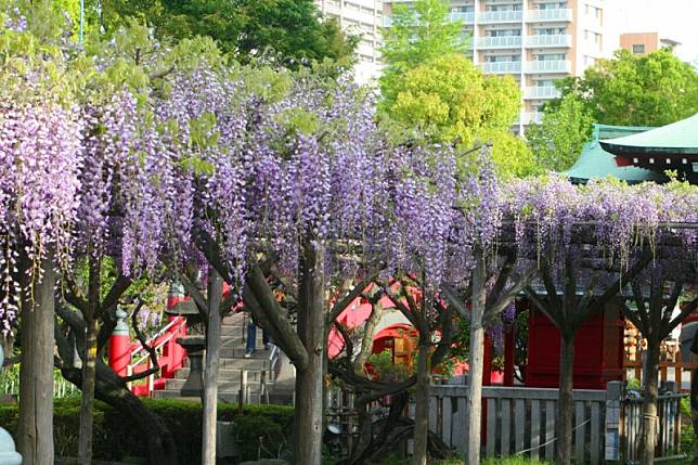 號稱「東京第一賞藤勝地」的龜戶天神社，每年紫藤花盛開時，都吸引大批遊客前來朝聖。 圖：©KAMEIDO TENJINJYA／提供