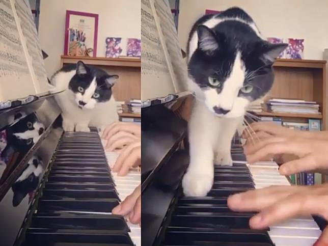 女子上鋼琴課每每遭阻擋　貓咪老師：專業的來了～