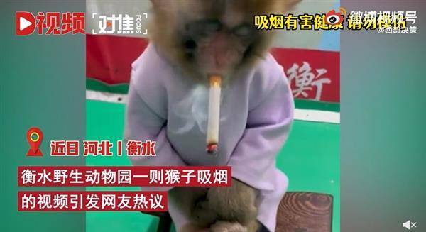 河北衡水動物園拍攝猴子抽菸影片。（圖／西部決策微博）