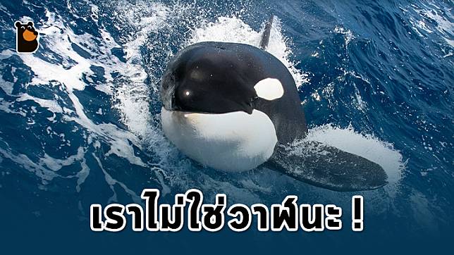 รู้หรือไม่ว่าวาฬเพชรฆาต (Killer Whale) ไม่ใช่วาฬแต่เป็นญาติกับโลมาต่างหาก!