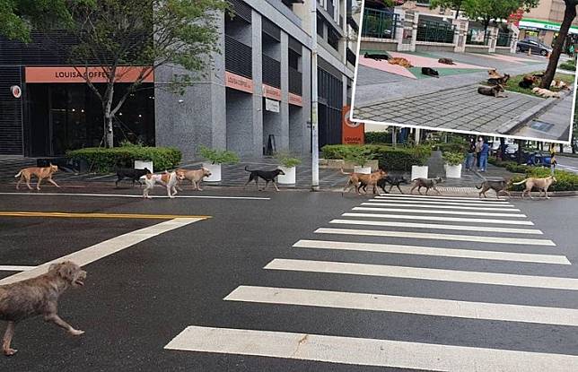 狗幫出沒，且就在小學旁，民眾擔心小孩會受傷。翻攝自台南府城大小事臉書