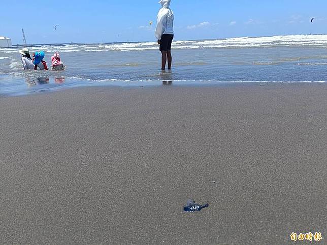觀音濱海遊憩區海域、沙灘隨處可見藍色僧帽水母。(記者鄭淑婷攝)