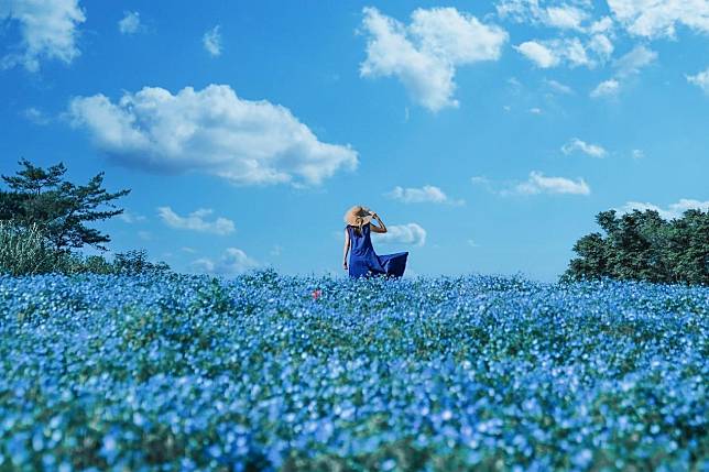 淡藍色的幻境：春夏交替時東京依舊美麗 遠離人潮，徜徉花海！