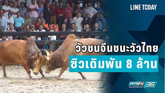 วัวชนจีนชนะวัวไทย ซิวเดิมพัน 8 ล้าน