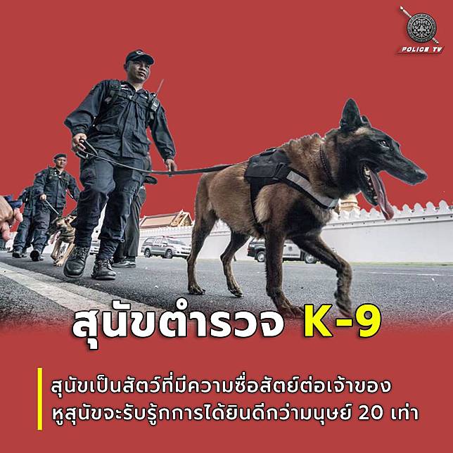 K-9 คืออะไร ทำไมถึงเรียกสุนัขตำรวจว่า K-9