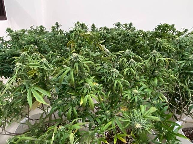 桃園市檢警單位日前在龍潭地區破獲史上最大宗大麻案，在一甲大麻農場查獲4200多株大麻。示意圖。(資料照)