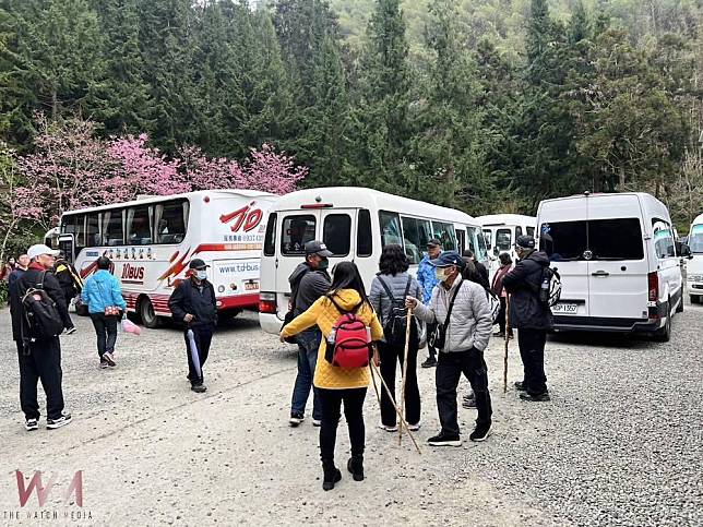 嘉義梅山寒溪呢人文叡地　春節迄今賞花遊客車輛絡繹不絕