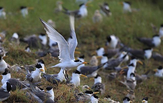 「神話之鳥」黑嘴端鳳頭燕鷗現身澎湖雞善嶼，民眾參加海上巡航時不妨來個眼力大考驗，或許有機會發現牠們蹤跡。   圖：澎湖縣府／提供