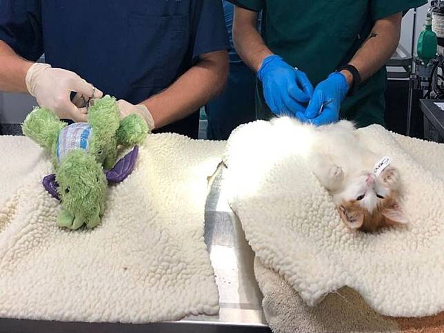 橘白貓結紮好緊張　醫院讓玩偶好友上手術台全程陪伴