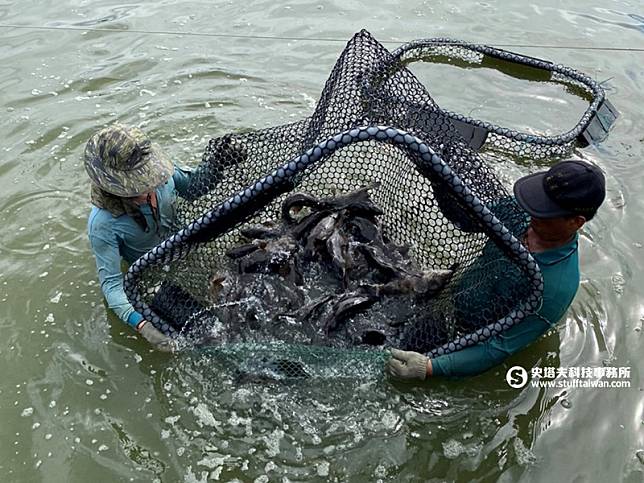 PChome 24h購物特別推出「新鮮台灣漁產」專區，屏東東港在地海鮮貨商華得水產養殖石斑口感美味、肉質Q彈。