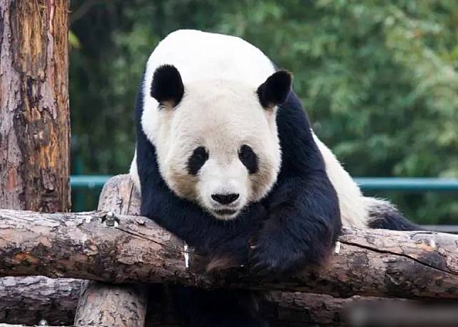 古古長年在北京動物園生活。