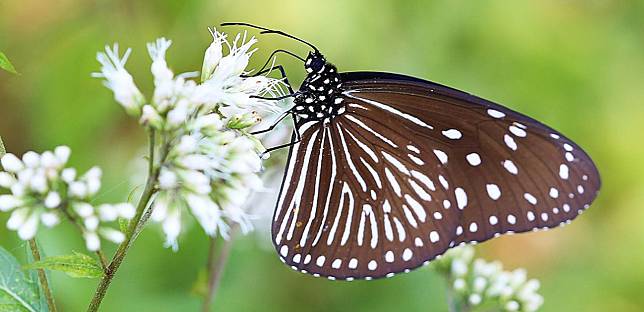 紫斑蝶。(圖：台灣紫斑蝶生態保育協會)