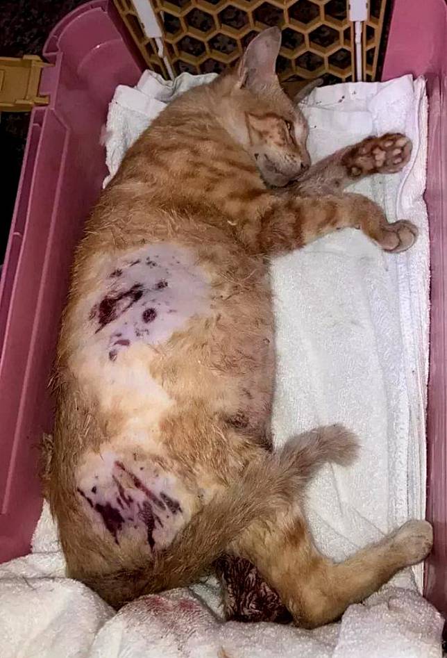 台中市大里區發生家貓被流浪犬聯合攻擊致死，全身傷痕累累。（記者陳金龍翻攝）
