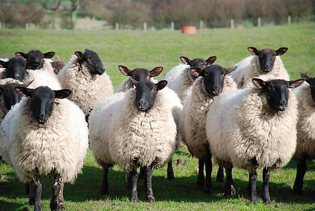 ▲紐西蘭北島推薦景點-紐西蘭綿羊。（圖／Tripbaa趣吧！亞洲自由行專家）