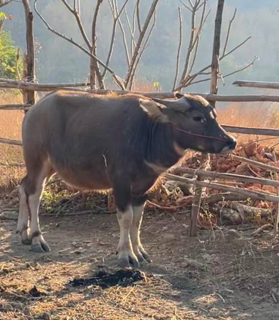 Man confesses to stealing and killing buffalo in Phetchabun | News by Thaiger