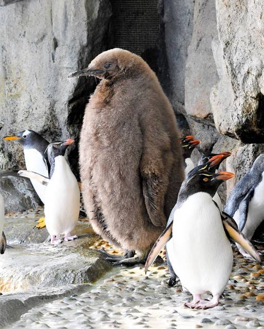 一隻國王企鵝雛鳥最近成為網紅，牠龐大的身軀輾壓其他種企鵝，有網友笑稱，這隻企鵝是不是工讀生下去扮的。(圖擷自推特)