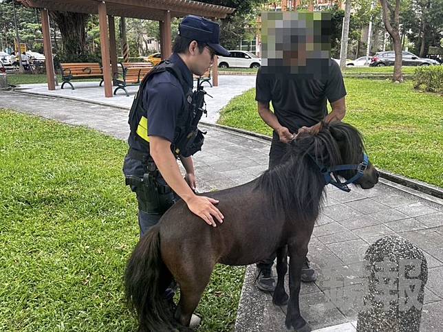 台北市北投大業路昨（24日）驚見一匹迷你馬在馬路逛大街，警方獲報後趕緊到場並且通知飼主領回及開出罰單。翻攝畫面