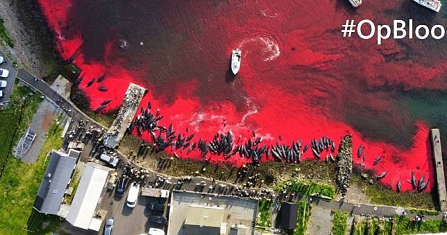 丹麥離島領地傳統儀式染紅大海　法羅群島1428隻海豚慘遭殺害