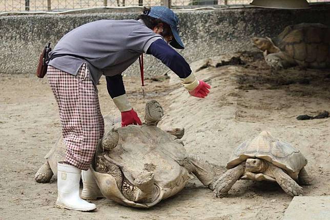 五月廿三日世界烏龜日，壽山動物園特別分享園裡幾隻龜牠們的「龜」密日常，期盼藉此喚起對龜龜的保育意識，無論是海龜或陸龜，都需要大家的關注與愛護。（記者吳文欽攝）